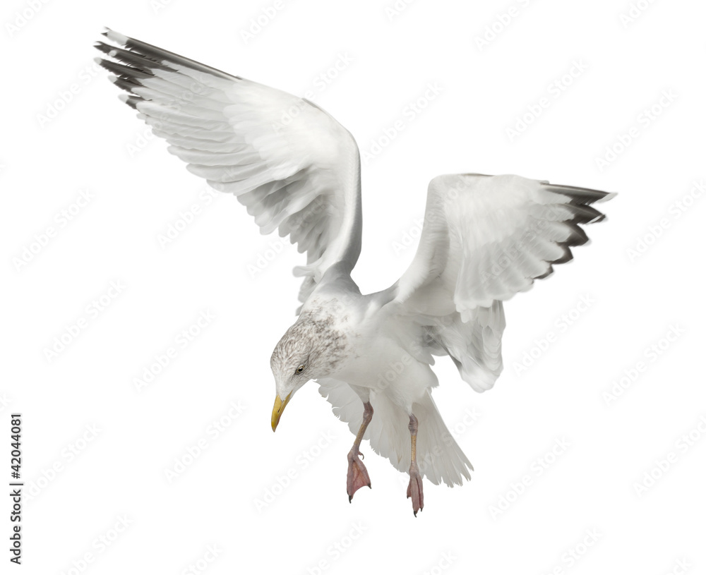 Naklejka premium European Herring Gull, Larus argentatus, 4 years old, flying