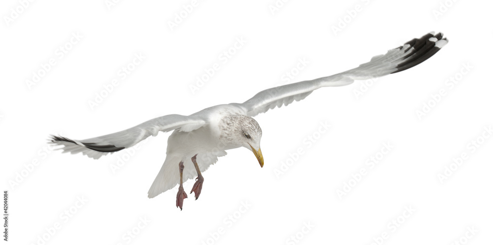 Obraz premium European Herring Gull, Larus argentatus, 4 years old, flying