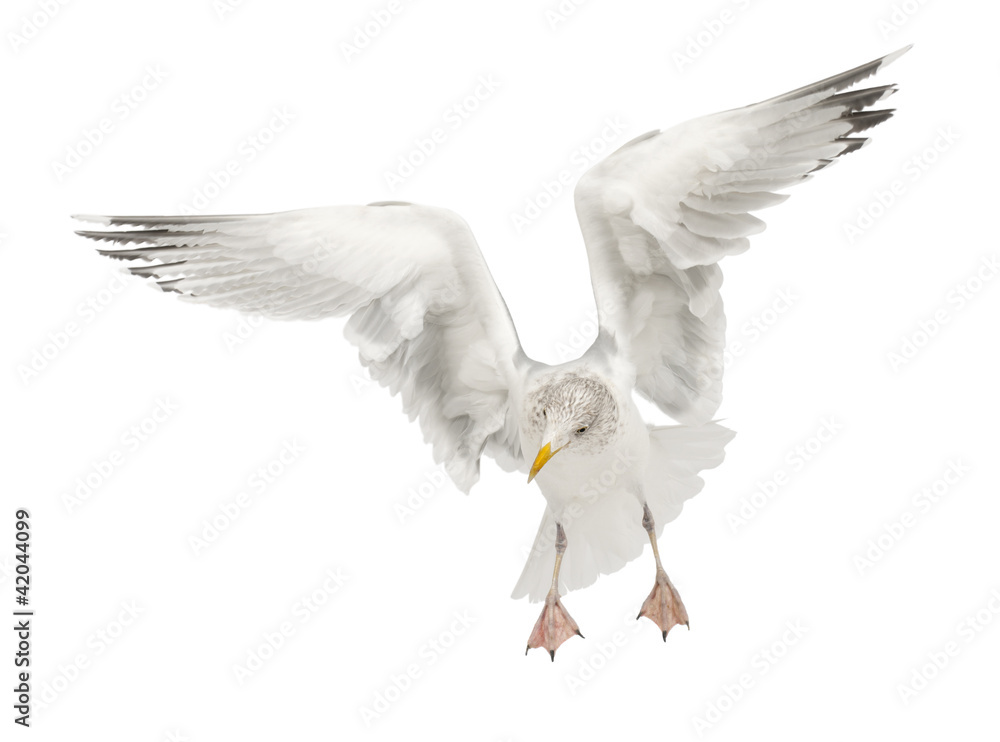 Obraz premium European Herring Gull, Larus argentatus, 4 years old, flying