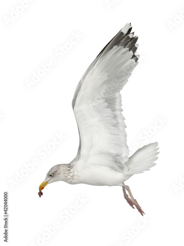 European Herring Gull  Larus argentatus  4 years old  flying