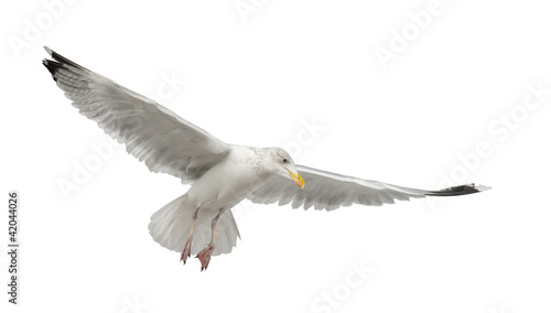 Tablou canvas European Herring Gull, Larus argentatus, 4 years old, flying