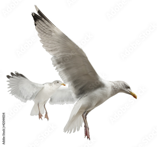 European Herring Gulls, Larus argentatus, 4 years old, flying