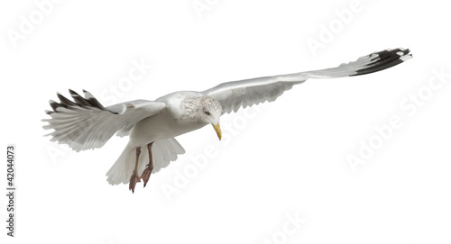 European Herring Gull, Larus argentatus, 4 years old, flying © Eric Isselée
