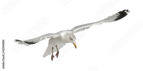 European Herring Gull, Larus argentatus, 4 years old, flying
