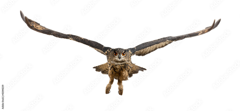 Obraz premium Eurasian Eagle-Owl, Bubo bubo, 15 years old, flying