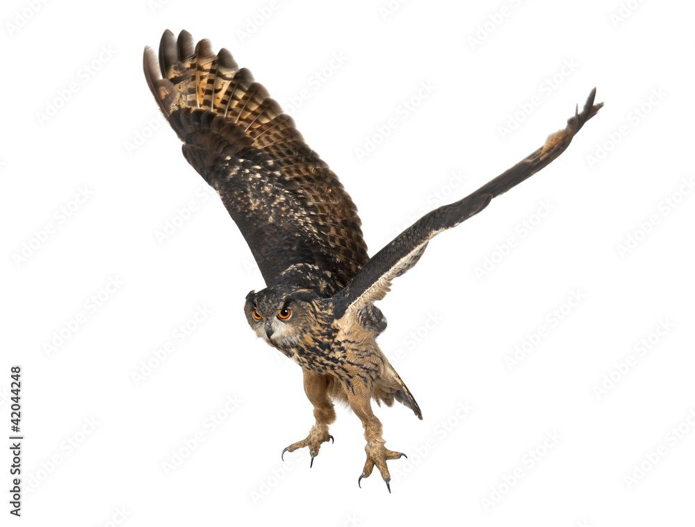 Naklejka premium Eurasian Eagle-Owl, Bubo bubo, 15 years old, flying