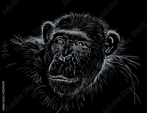 Chimpanzee