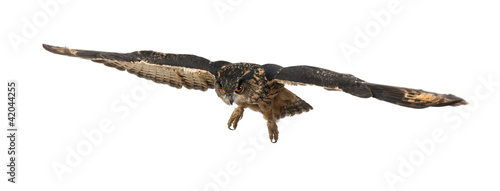 Eurasian Eagle-Owl, Bubo bubo, 15 years old, flying © Eric Isselée