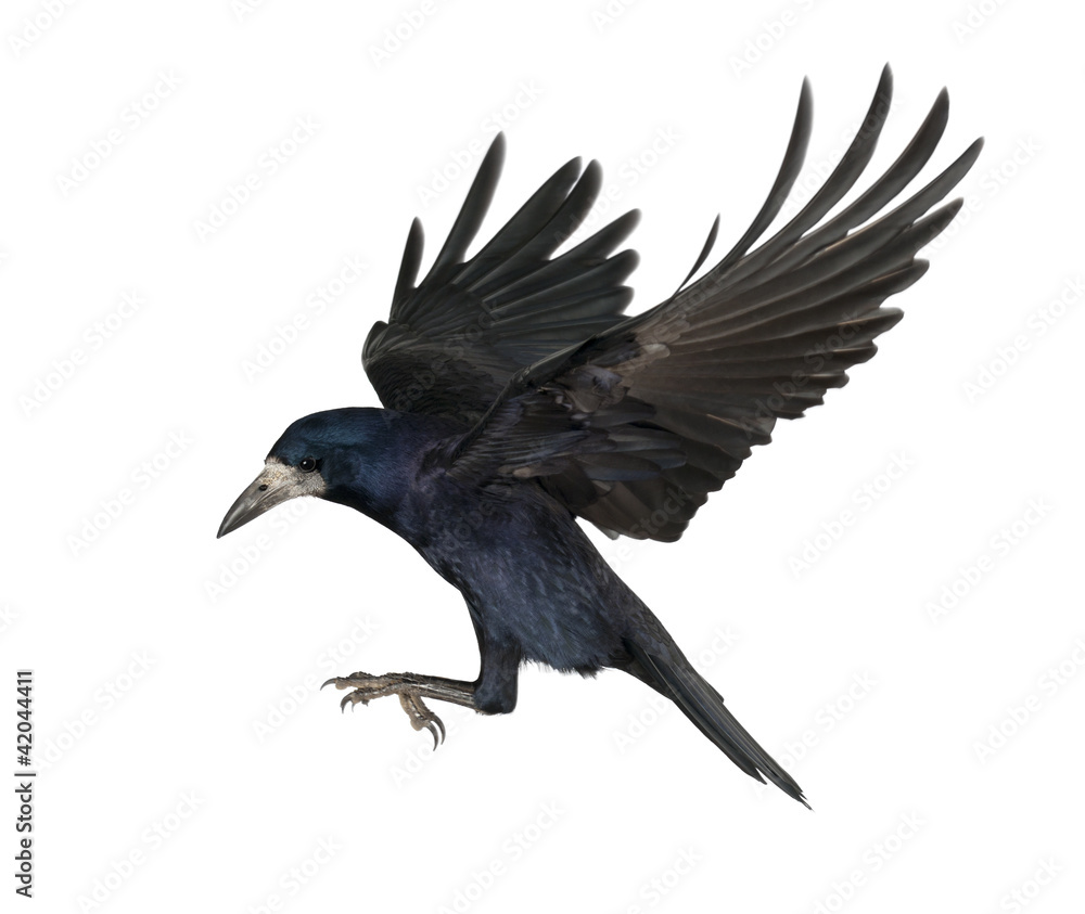 Naklejka premium Rook, Corvus frugilegus, 3 years old, flying