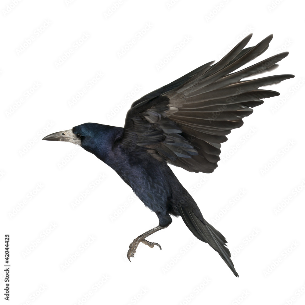 Fototapeta premium Rook, Corvus frugilegus, 3 years old, flying