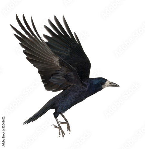 Rook, Corvus frugilegus, 3 years old, flying