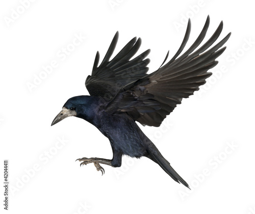 Photographie Rook, Corvus frugilegus, 3 years old, flying