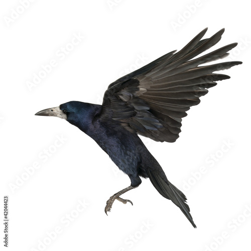 Rook, Corvus frugilegus, 3 years old, flying