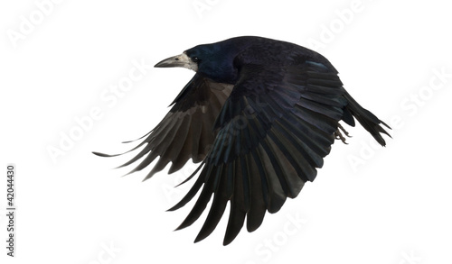 Rook, Corvus frugilegus, 3 years old