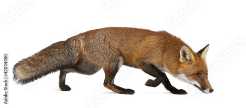 Fotografie Red fox, Vulpes vulpes, 4 years old, walking