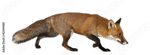 Canvastavla Red fox, Vulpes vulpes, 4 years old