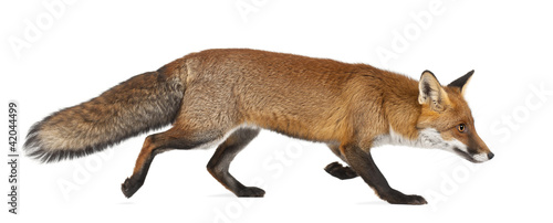 Fotografía Red fox, Vulpes vulpes, 4 years old, walking