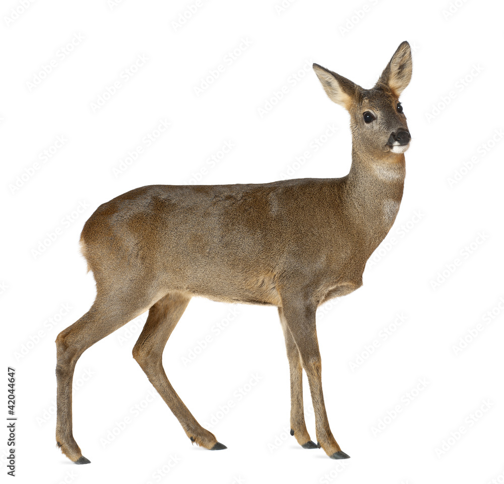 European Roe Deer, Capreolus capreolus, 3 years old European Roe Deer, Capreolus capreolus, 3 years old