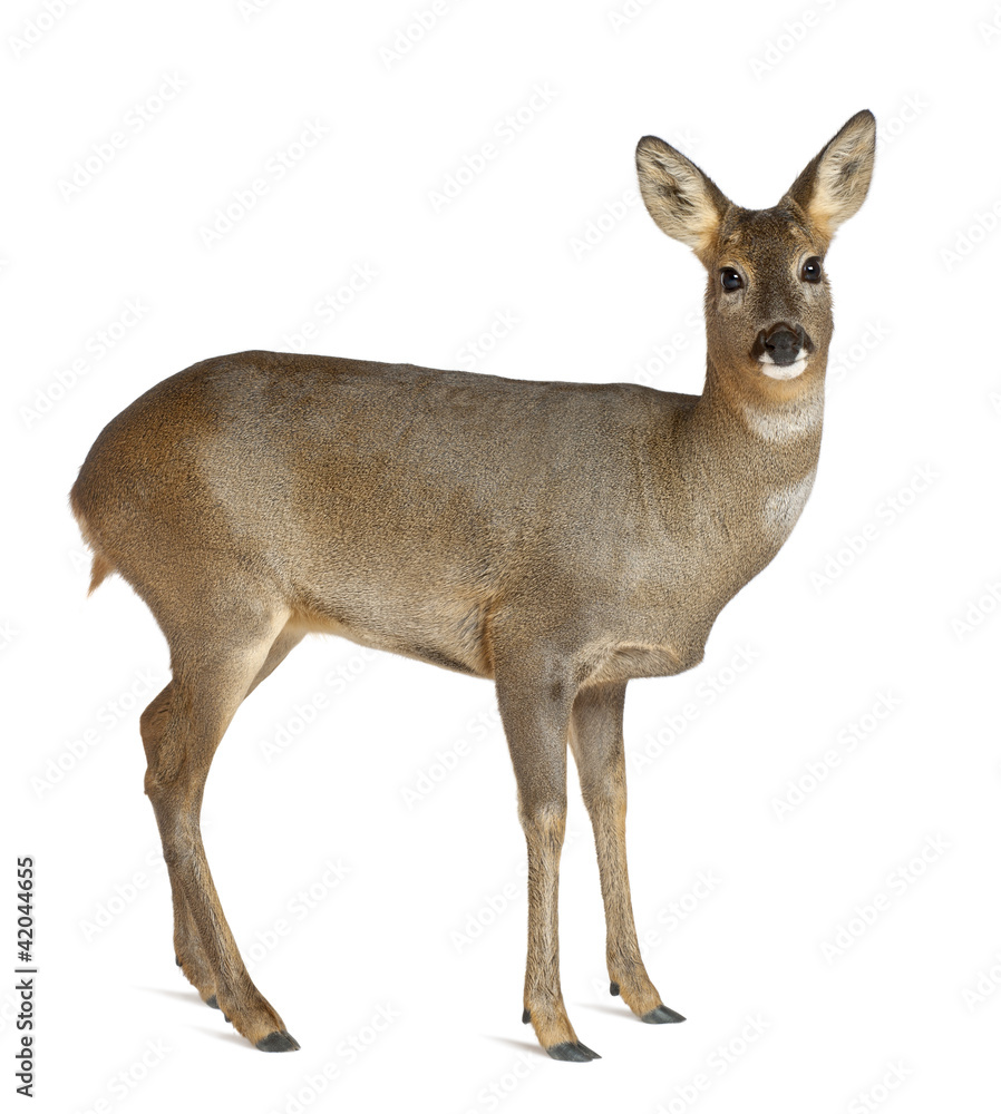 European Roe Deer, Capreolus capreolus, 3 years old, standing European Roe Deer, Capreolus capreolus, 3 years old, standing