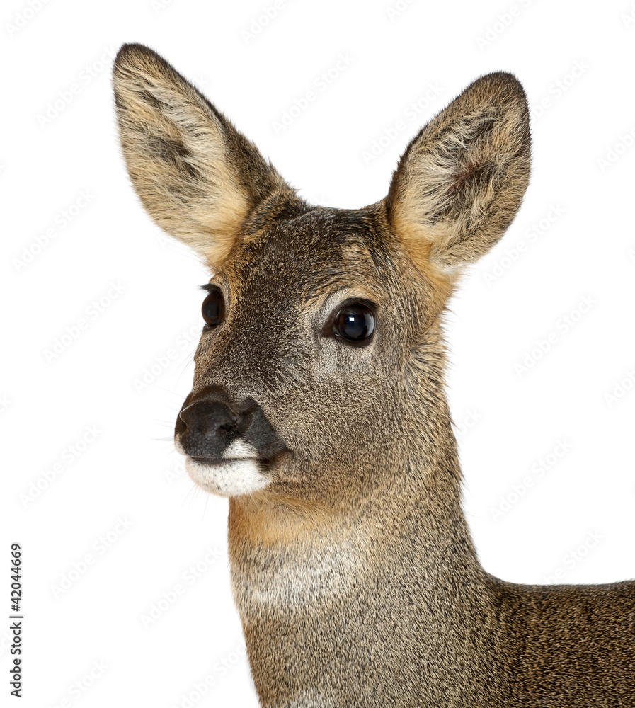 European Roe Deer, Capreolus capreolus, 3 years old European Roe Deer, Capreolus capreolus, 3 years old