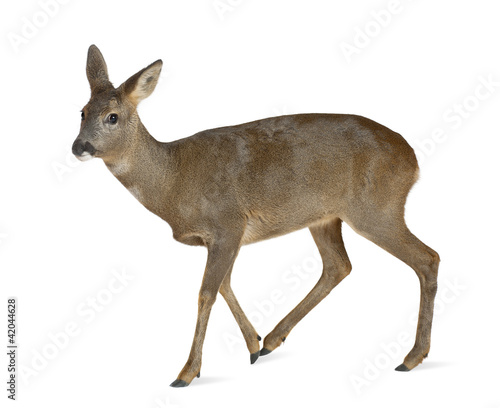 European Roe Deer, Capreolus capreolus, 3 years old