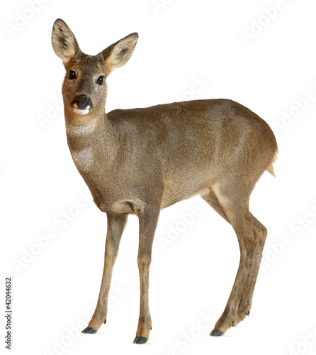Tableau sur toile European Roe Deer, Capreolus capreolus, 3 years old