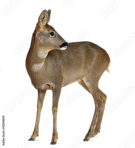 Obraz na płótnie European Roe Deer, Capreolus capreolus, 3 years old