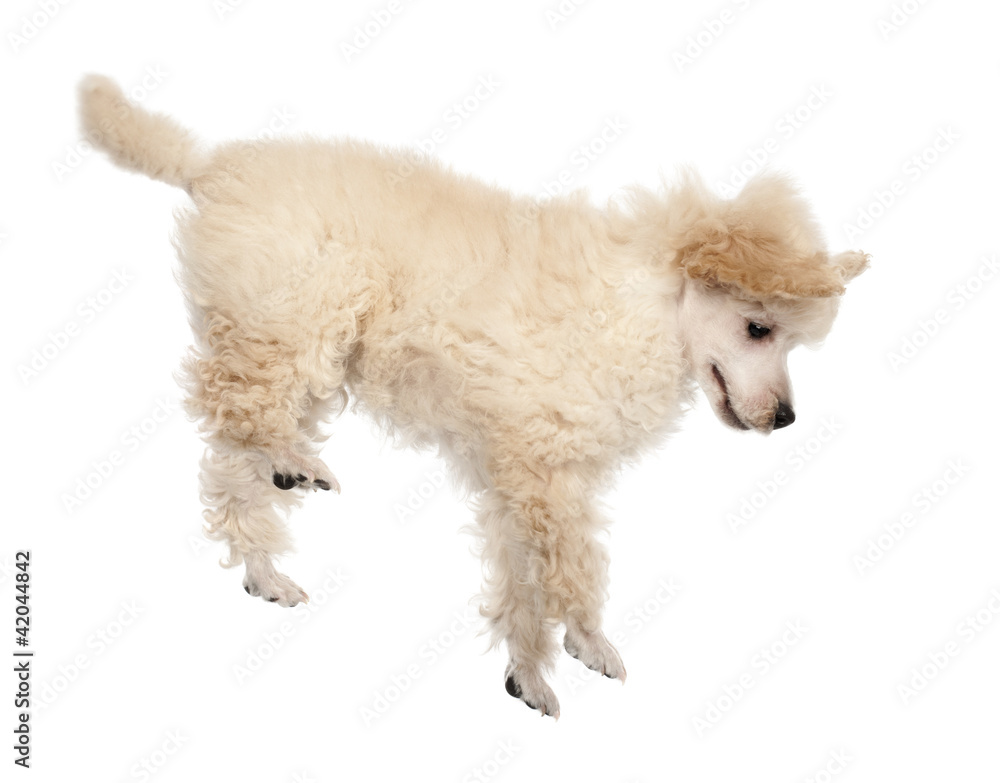 Flying Poodle puppy against white background