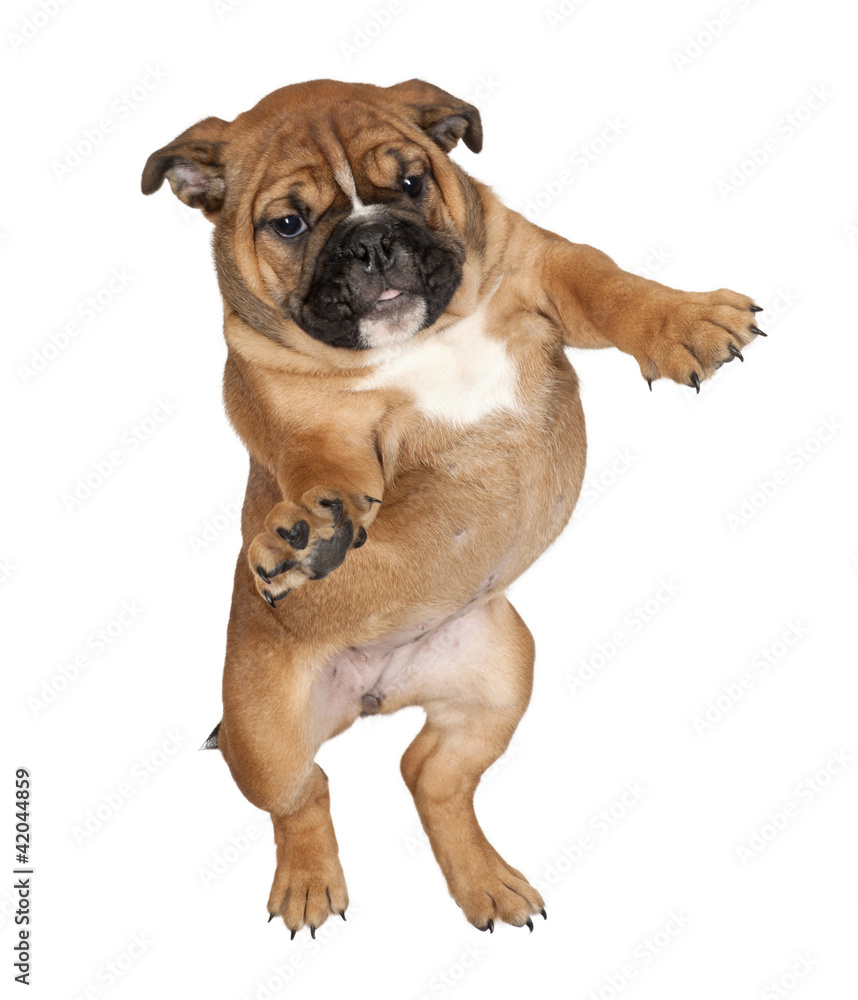 Flying Boxer puppy against white background