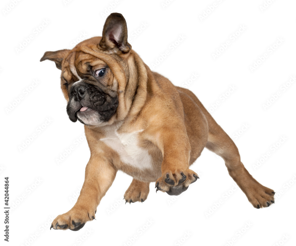 Flying Boxer puppy against white background