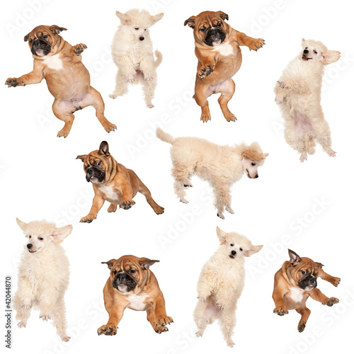 Fototapeta Naklejka Na Ścianę i Meble -  Flying Boxer and Poodle puppies against white background