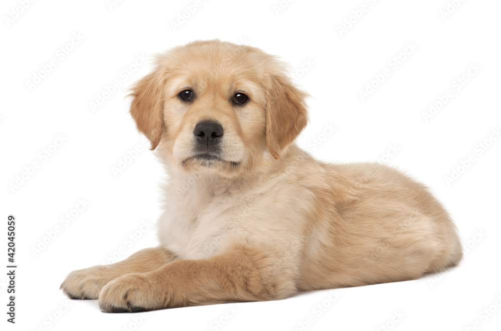 Golden Retriever puppy, 2 months old, lying Golden Retriever puppy, 2 months old, lying