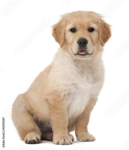 Golden Retriever puppy, 2 months old, sitting