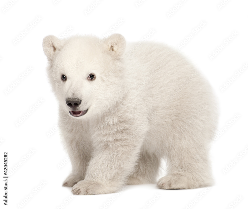 Polar bear cub, Ursus maritimus, 3 months old Polar bear cub, Ursus maritimus, 3 months old