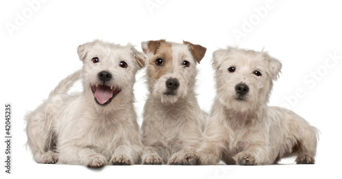 Obraz na płótnie Group of Parson Russell Terriers lying against white background