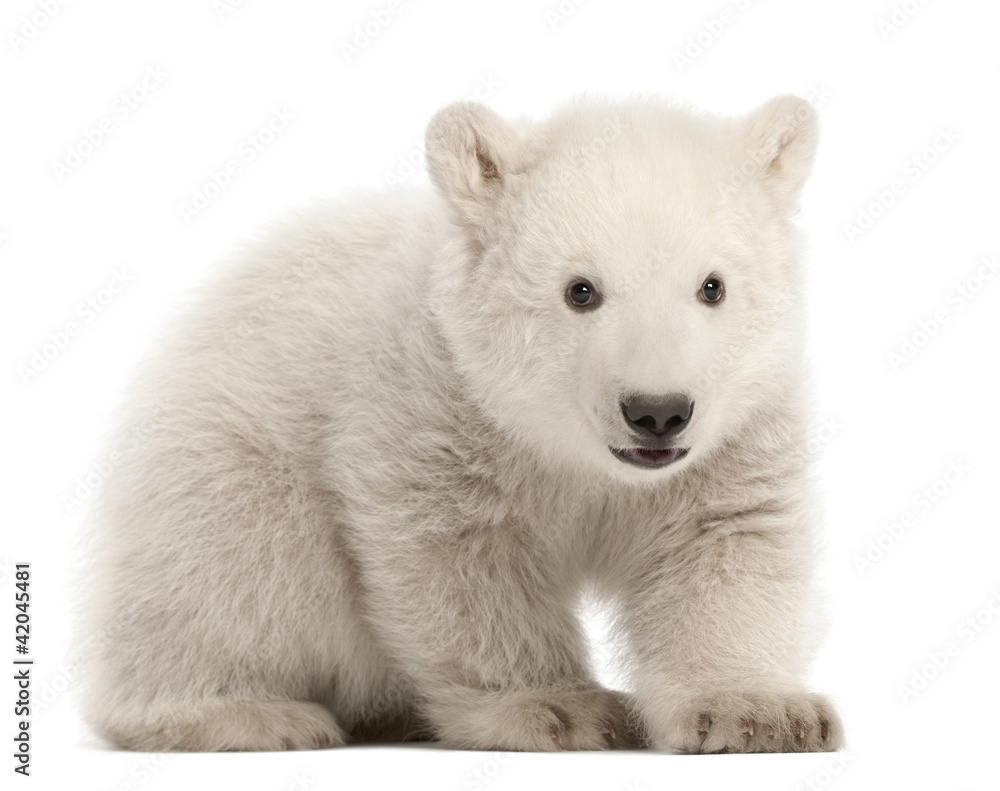 Polar bear cub, Ursus maritimus, 3 months old, sitting Polar bear cub, Ursus maritimus, 3 months old, sitting