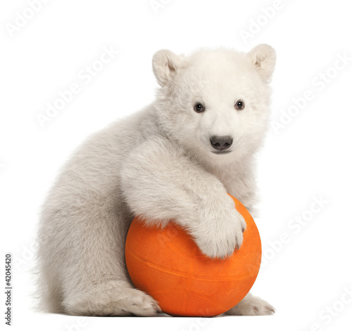 Polar bear cub, Ursus maritimus, 3 months old, playing with ball