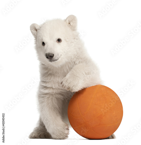 Polar bear cub, Ursus maritimus, 3 months old