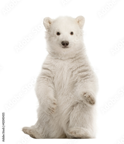 Polar bear cub, Ursus maritimus, 3 months old, sitting