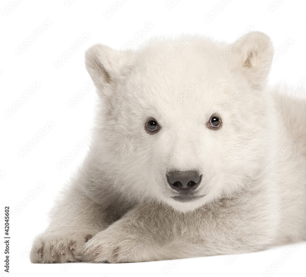 Polar bear cub, Ursus maritimus, 3 months old Polar bear cub, Ursus maritimus, 3 months old