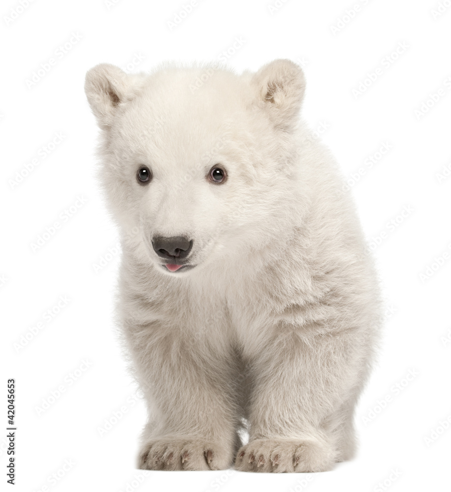 Obraz premium Polar bear cub, Ursus maritimus, 3 months old