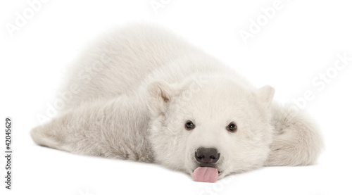 Canvas Print Polar bear cub, Ursus maritimus, 3 months old
