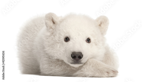 Fotografia Polar bear cub, Ursus maritimus, 3 months old, lying