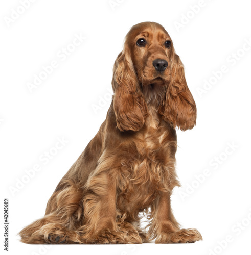English cocker spaniel, 9 months old © Eric Isselée