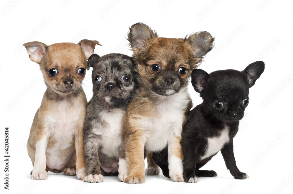 Group of Chihuahua puppy, 3 months old, sitting