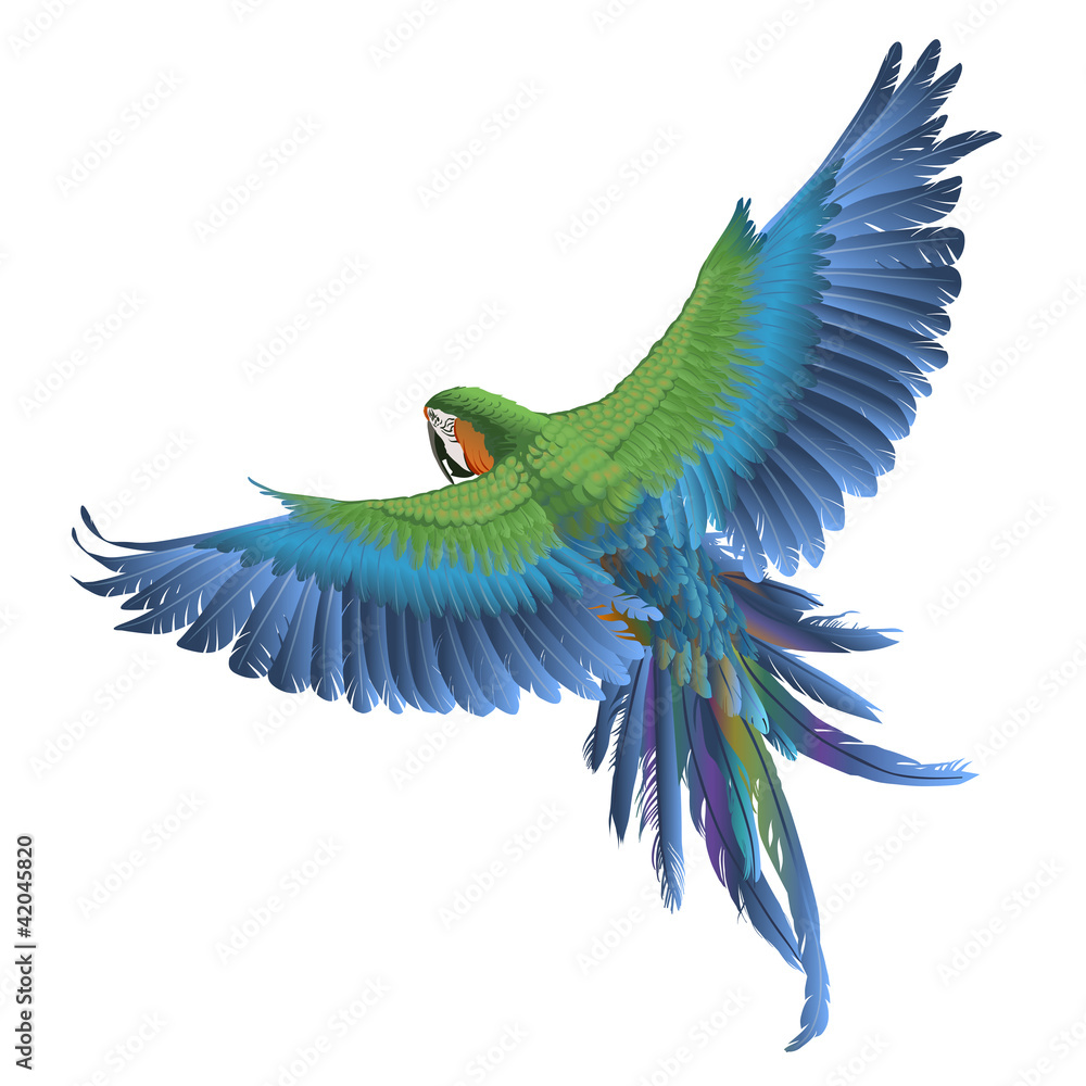 Obraz premium Papuga