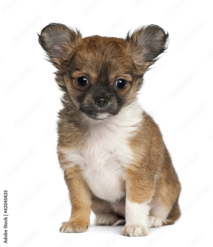 Chihuahua puppy, 3 months old, sitting against white background Chihuahua puppy, 3 months old, sitting against white background
