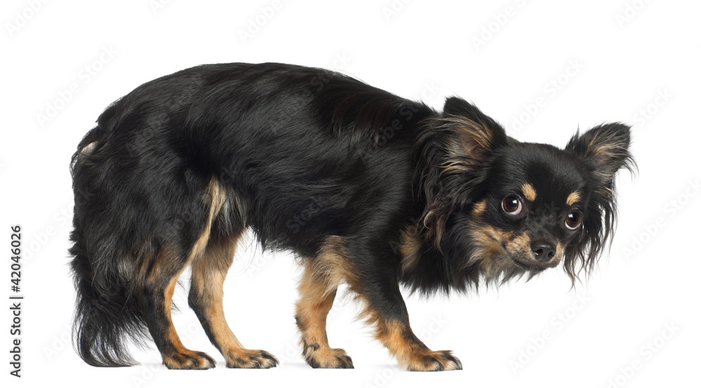 Chihuahua, standing against white background Chihuahua, standing against white background