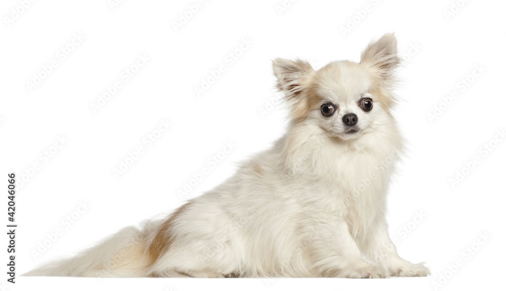 Chihuahua, 4 years old, sitting against white background