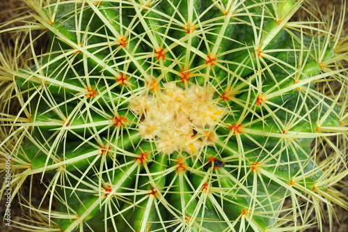 Golden Barrel Cactus Mila sp.  in close up
